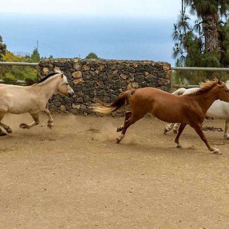 Riendas Vivas La Guancha Luaran gambar